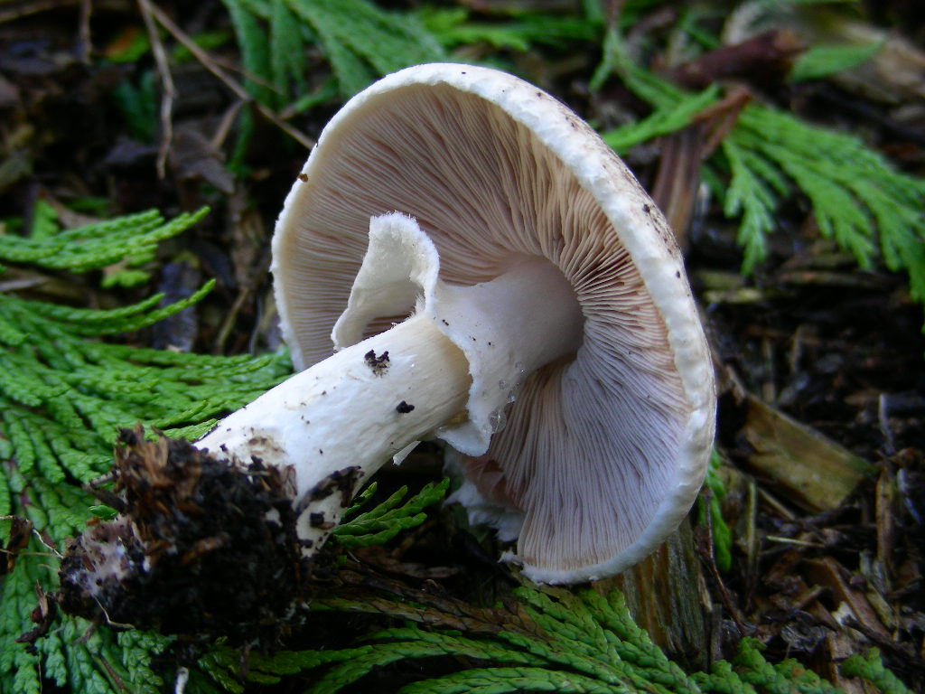 Agaricus impudicus